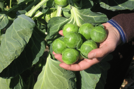 Nautic Brussels Sprouts (Organic)
