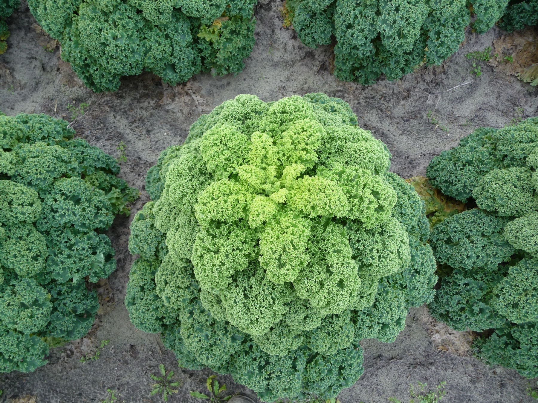 Oldenbor Kale (Treated Seed)