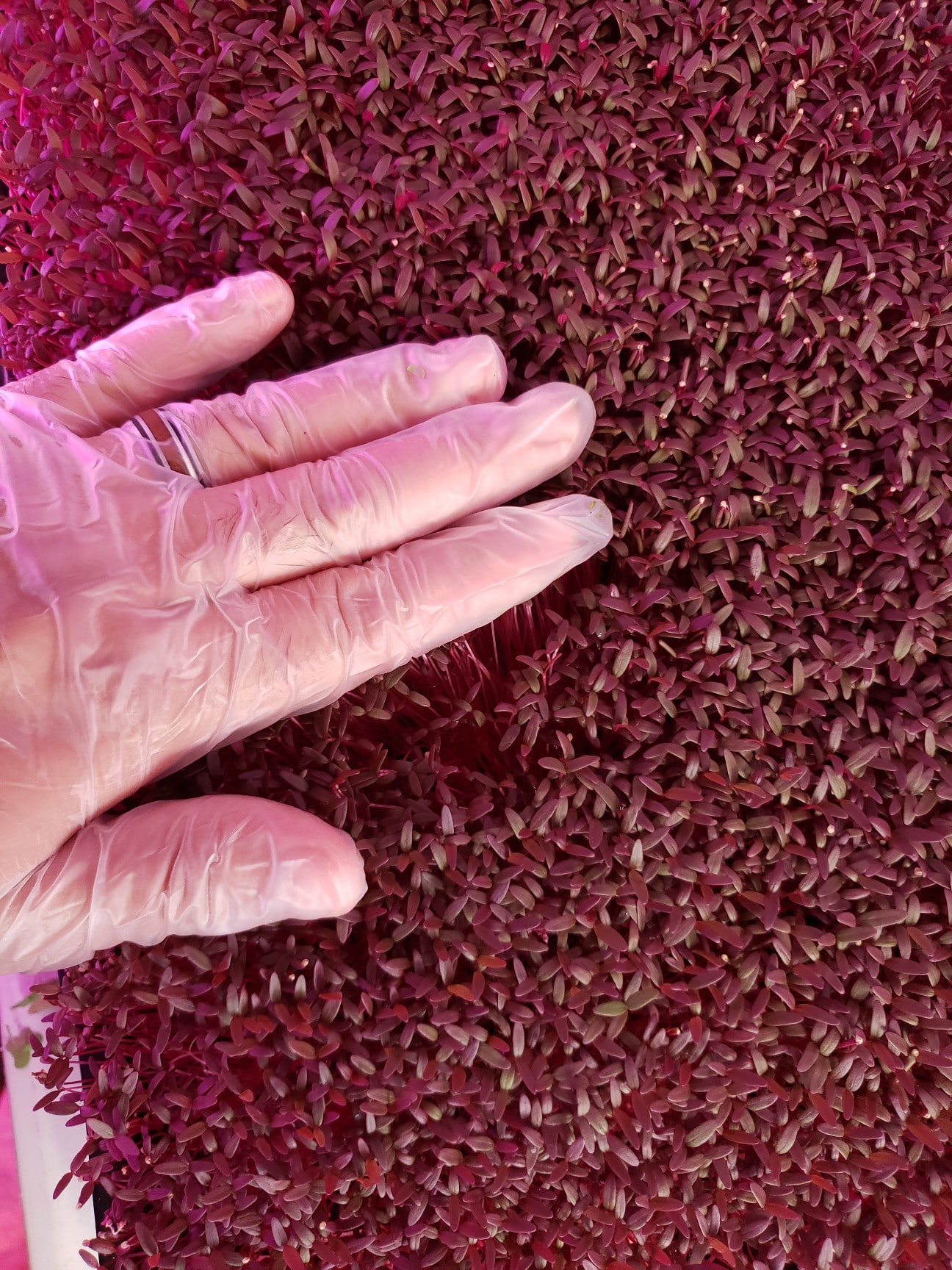 Red Garnet Amaranth (Not Treated)