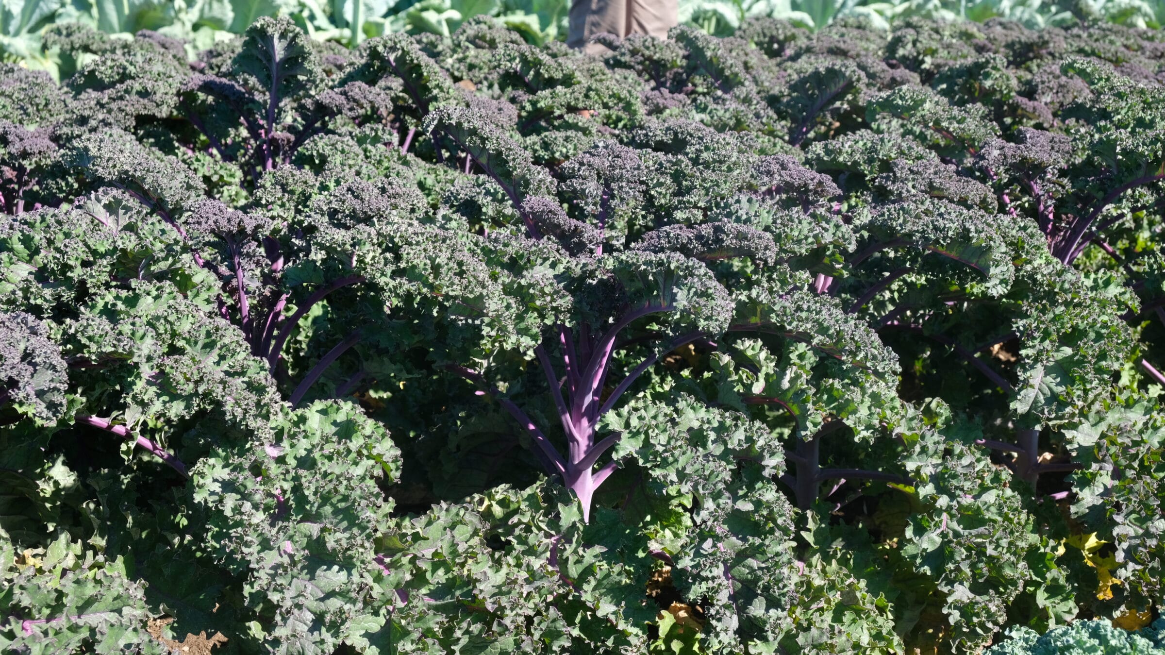 Scarlet Premium Kale (Not Treated)