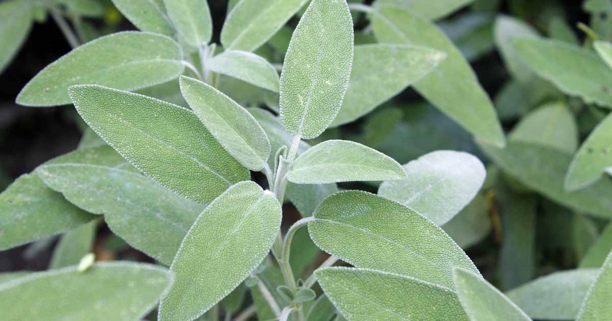 Sage Broadleaf (Not Treated)