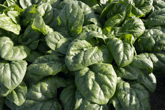 Space Spinach (Organic)