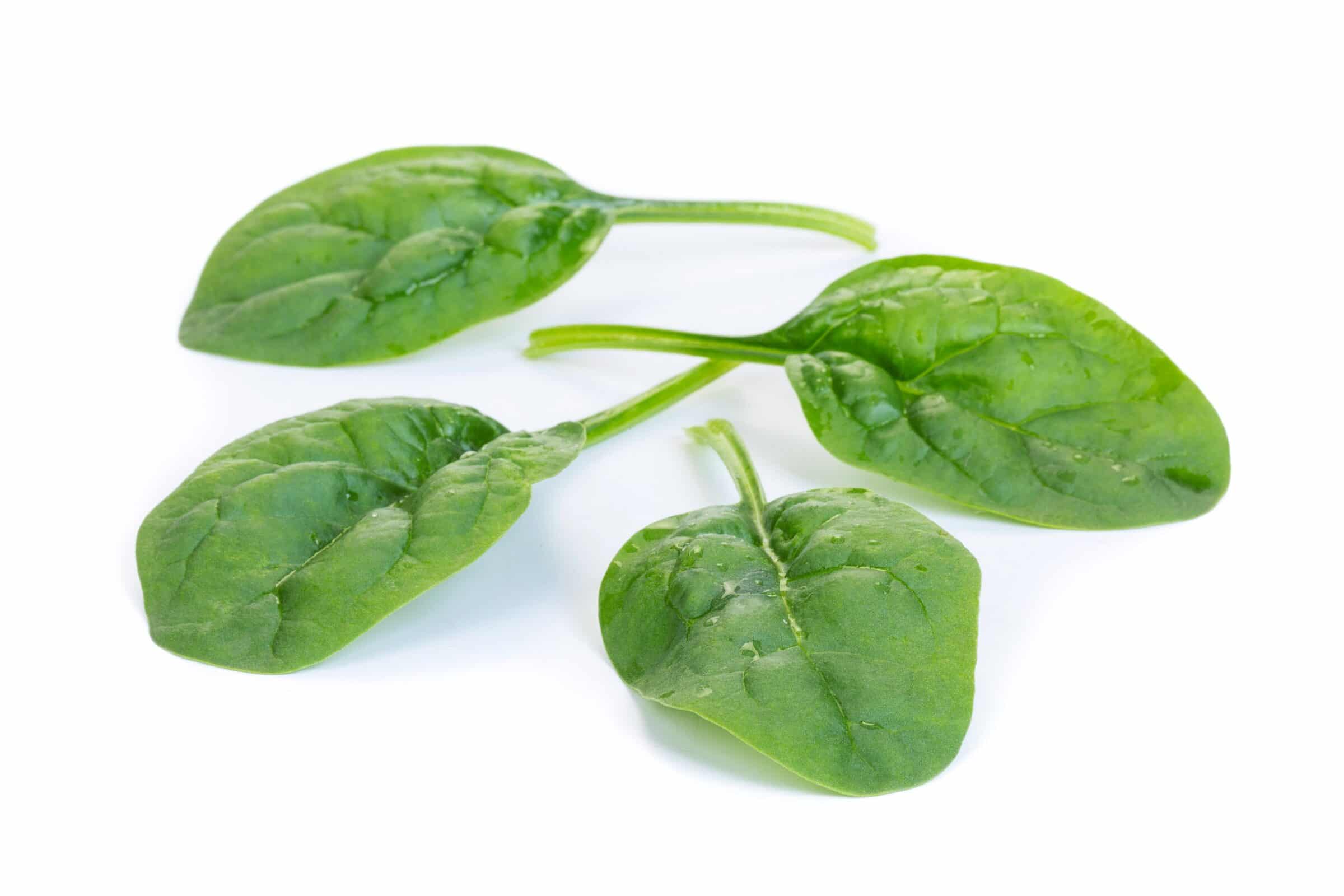 Sunangel Spinach (Not Treated Seed)