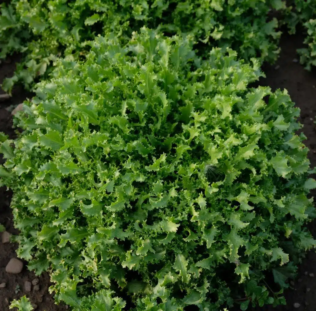 Tasos Endive (Primed/Pelleted)