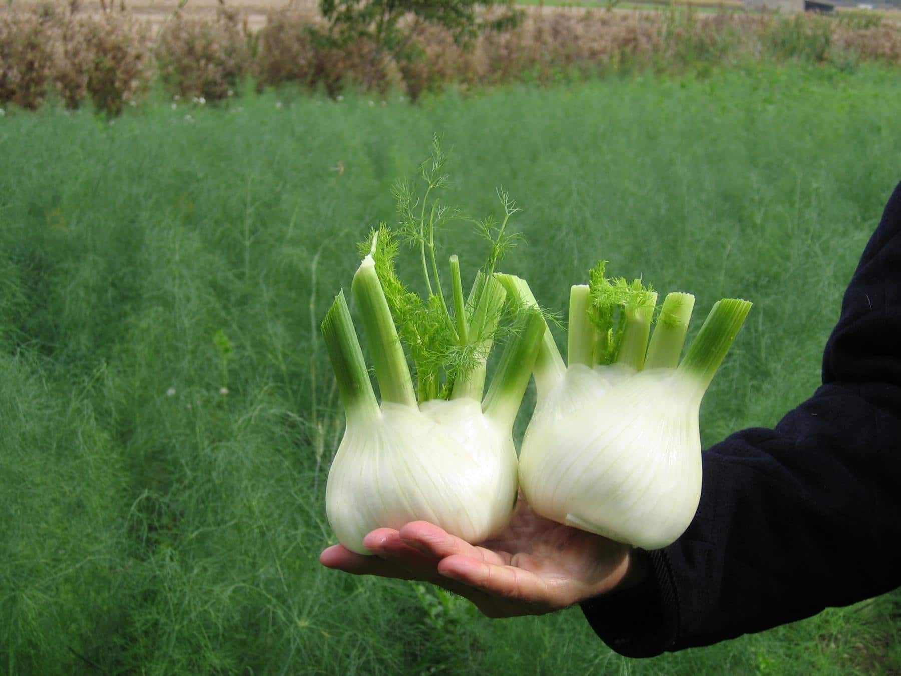 Victorio Fennel (Organic)
