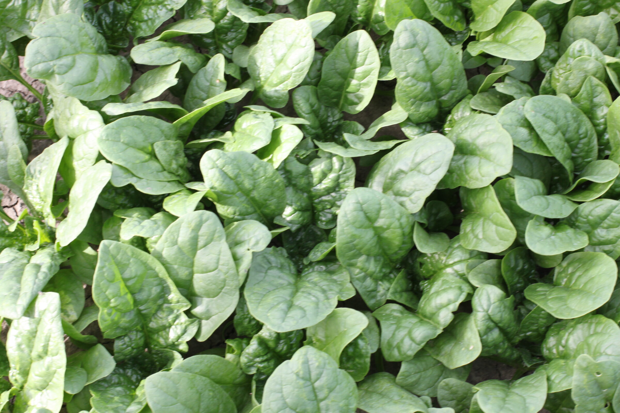 Carmel Spinach (Not Treated)