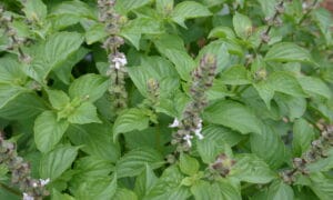 Basil Lemon (Not Treated)