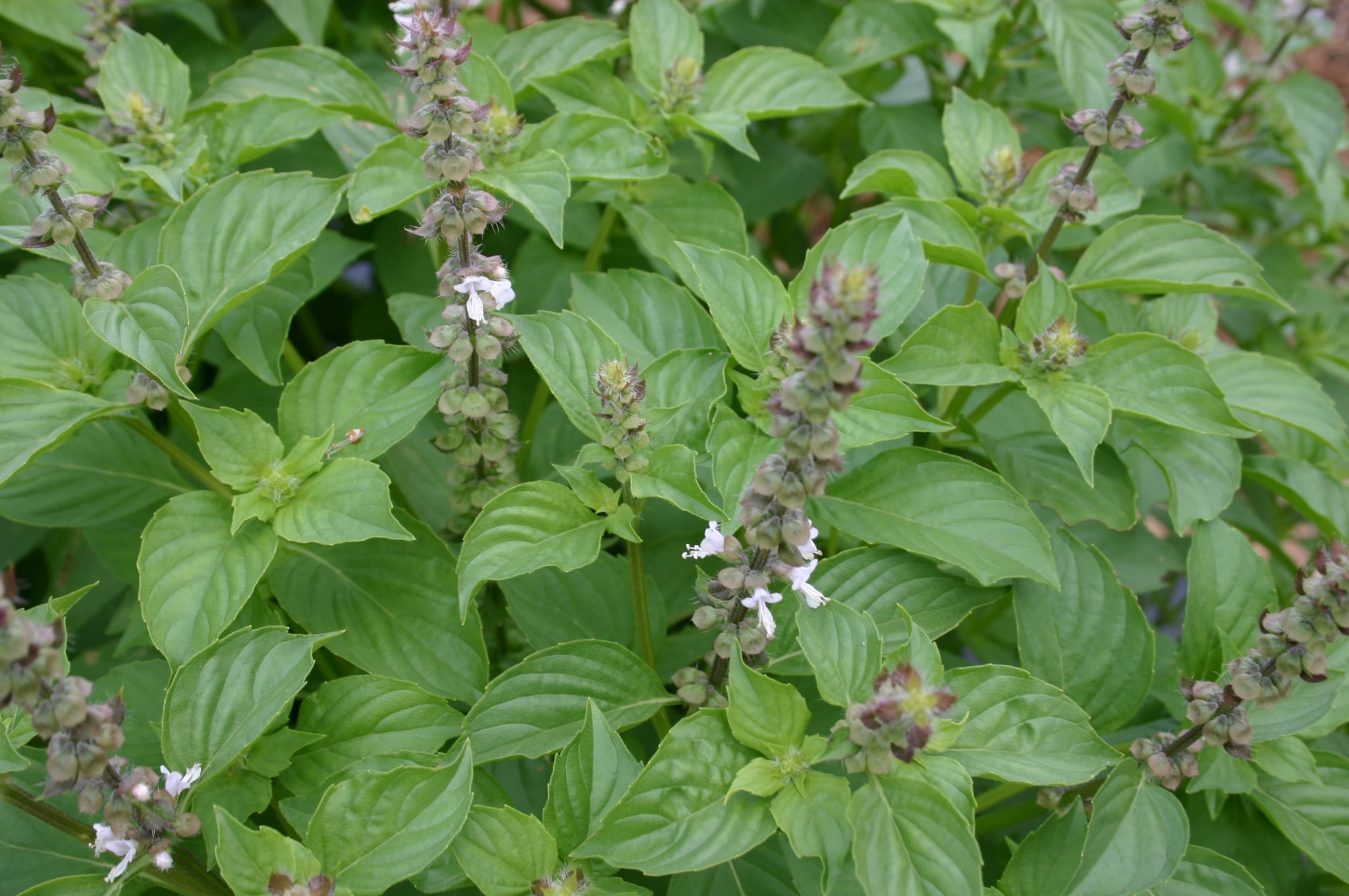 Basil Lemon (Not Treated)