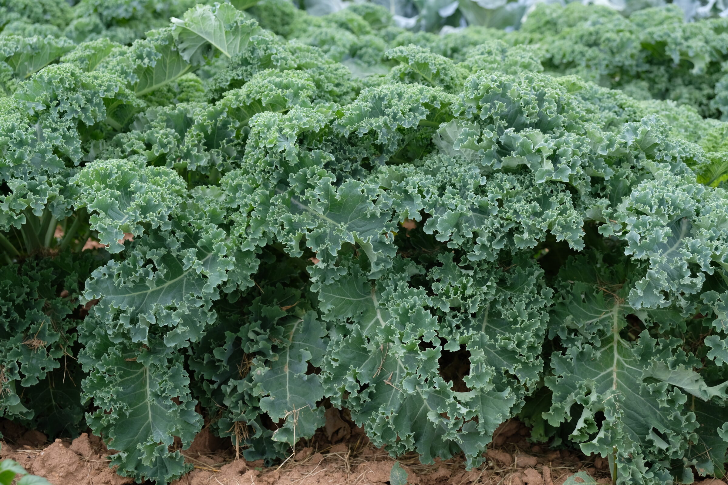 Oldenbor Kale (Treated Seed) - Image 2