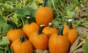 Autumn Pearl Pumpkin (Farmore)
