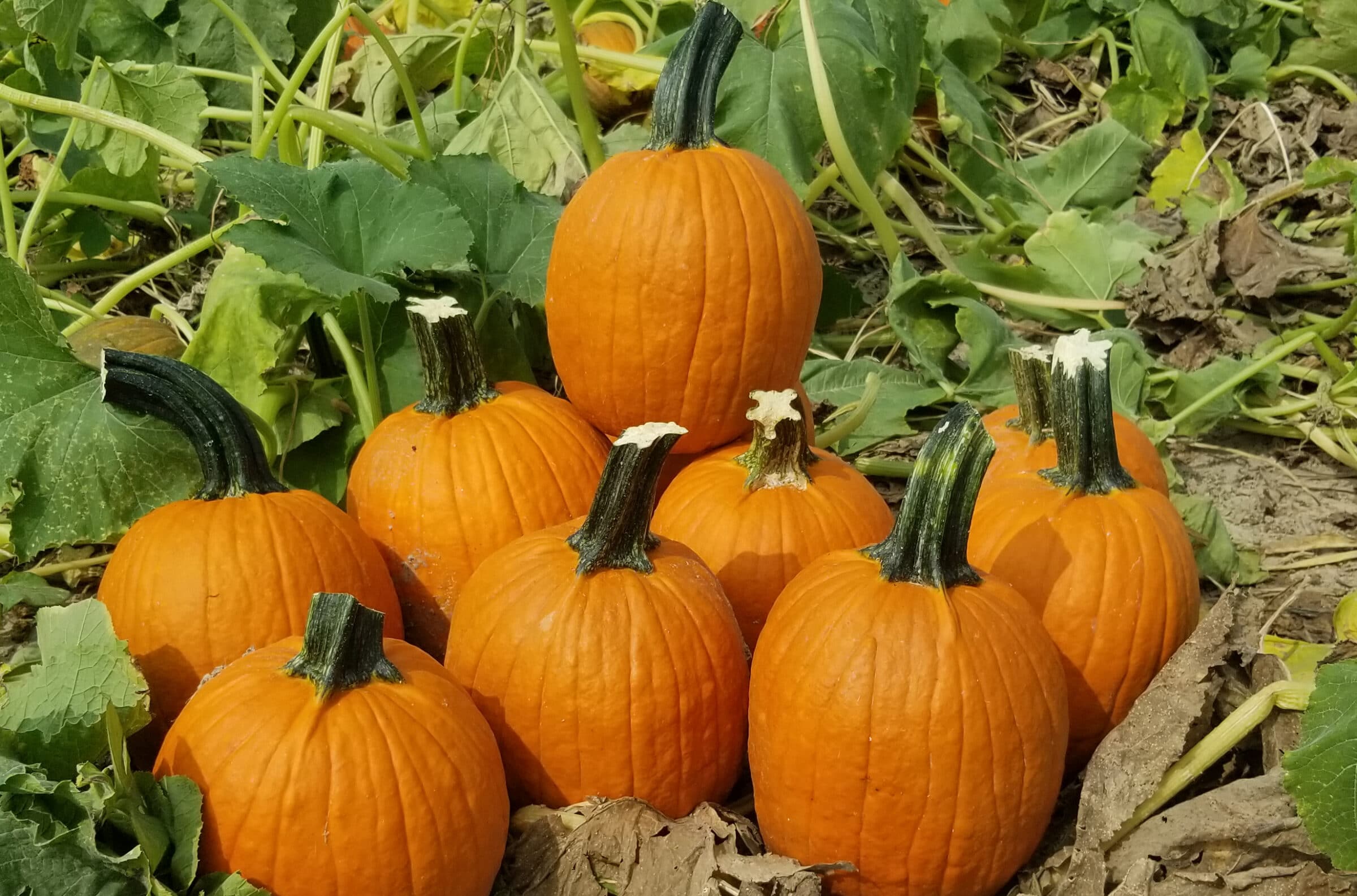 Autumn Pearl Pumpkin (Not Treated)