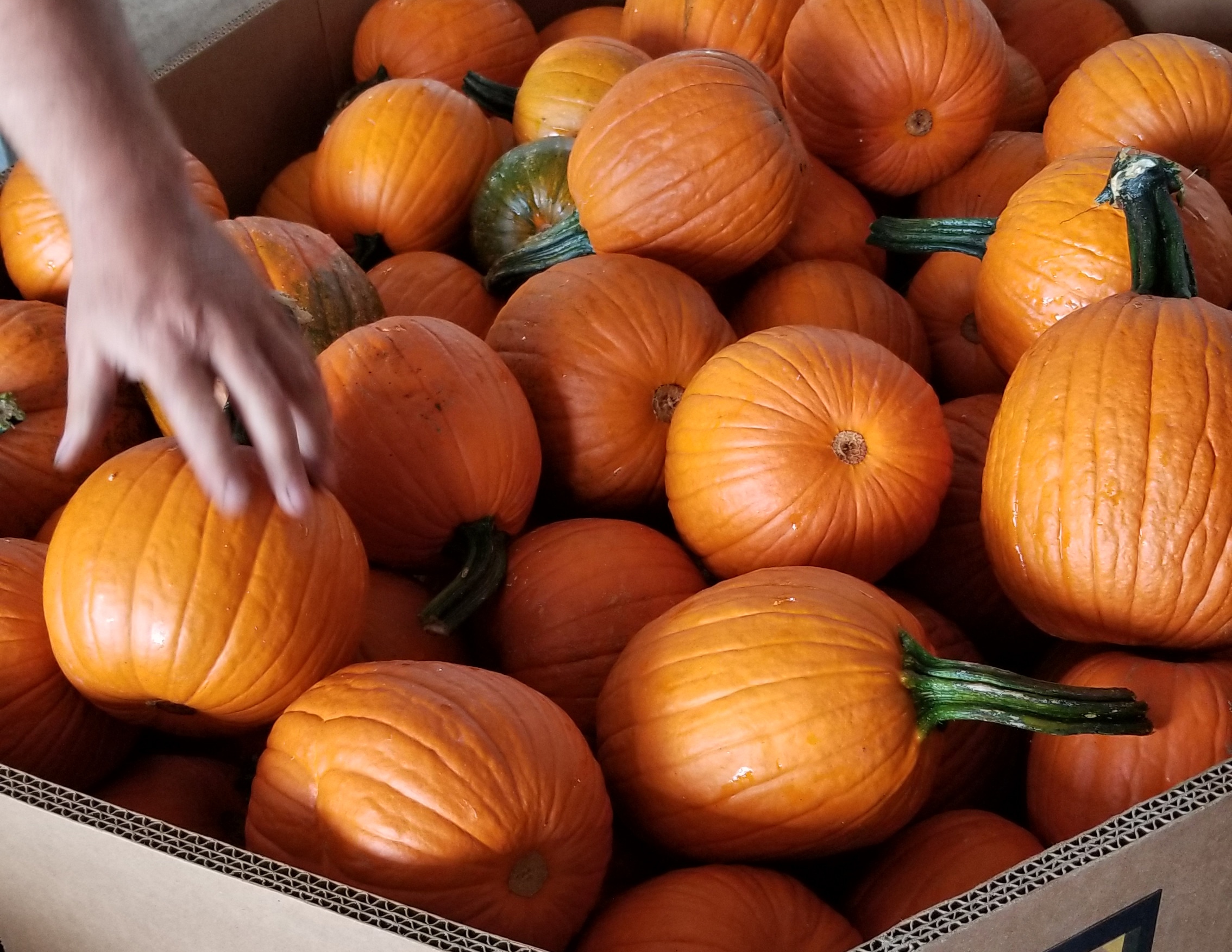 Autumn Pearl Pumpkin (Not Treated) - Image 2