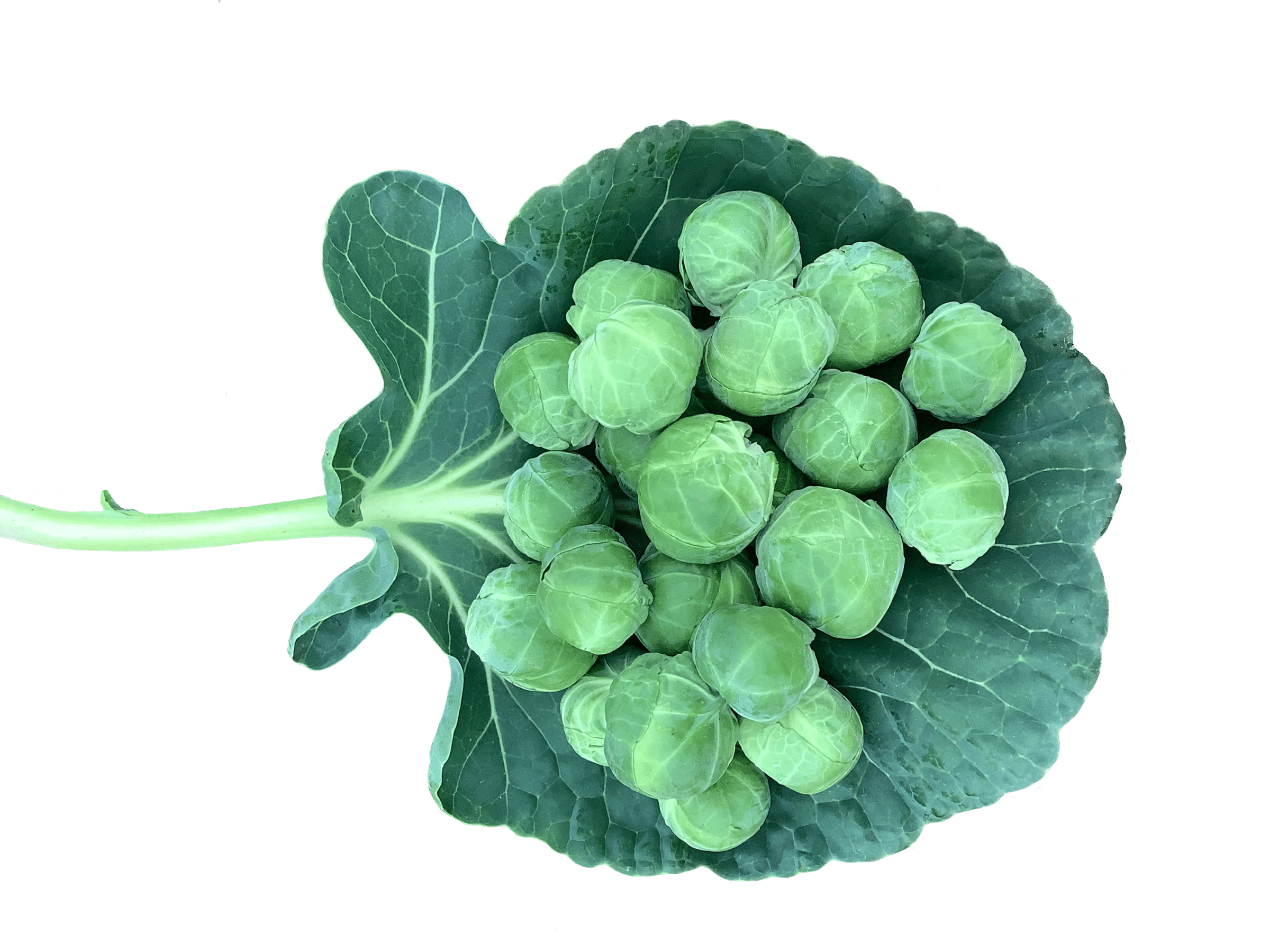 Scorpius Brussels Sprouts (Treated Seed)