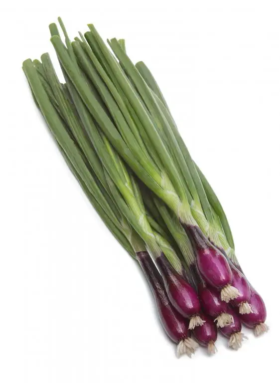 Apache Bunching Onion (Not Treated)
