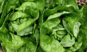 Rhapsody Lettuce (Untreated Seed/Organic Prime & Pelleted)