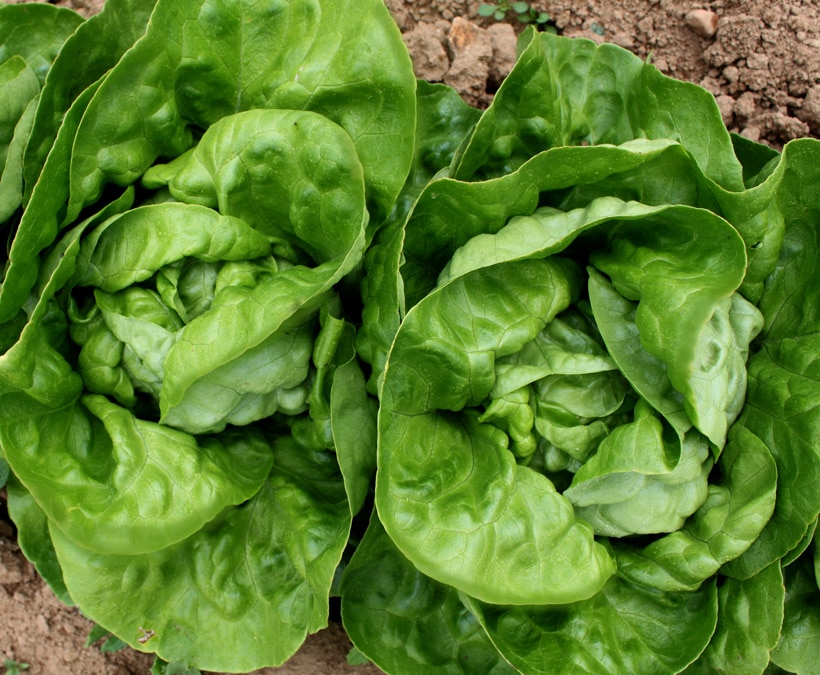 Rhapsody Lettuce (Untreated Seed/Organic Prime & Pelleted)