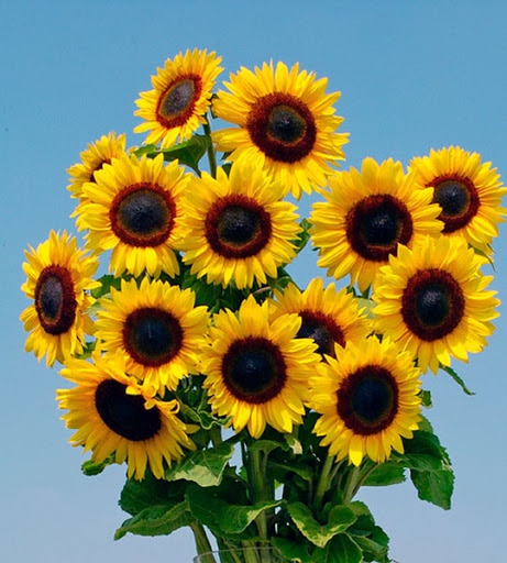 Full Sun Improved Sunflower (Not Treated)