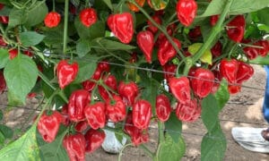 Velociraptor Pepper (Not Treated)