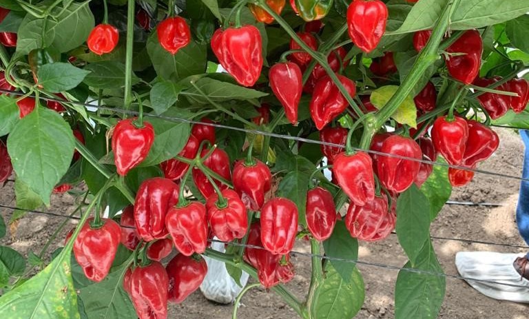 Velociraptor Pepper (Not Treated)