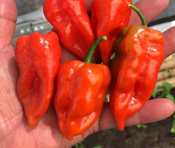 Velociraptor Pepper (Not Treated) - Image 2