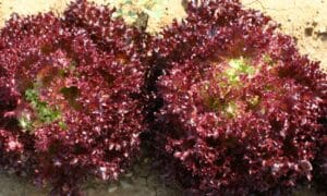 Dark Lollo Rossa Lettuce Seed (Not Treated)
