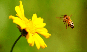 SW Annual Pollinator Mix