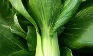 Raichu Baby Pak Choi (Not Treated)