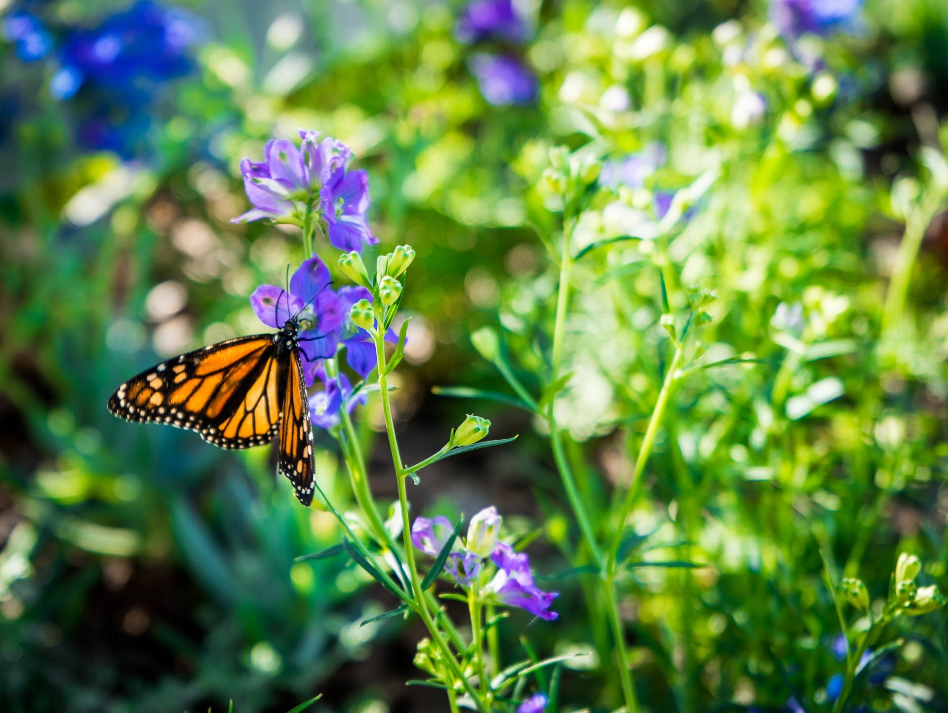 SW Perennial Monarch Butterfly Mix