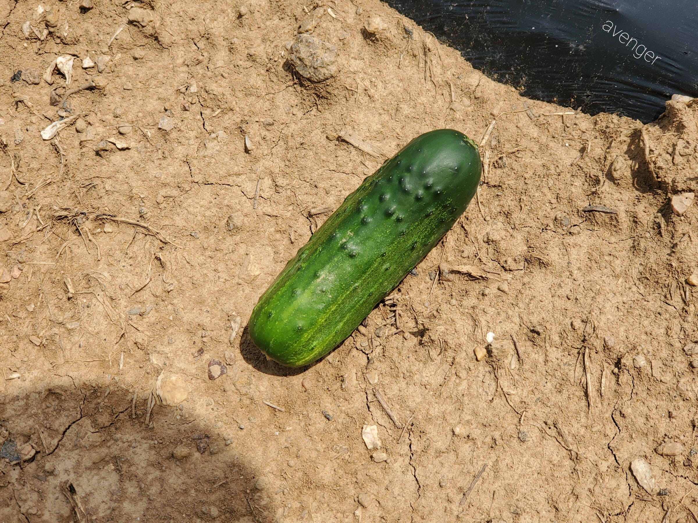 Avenger Cucumber (Non Treated) - Image 2