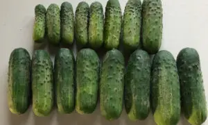 Avenger Cucumber (Farmore Treated)