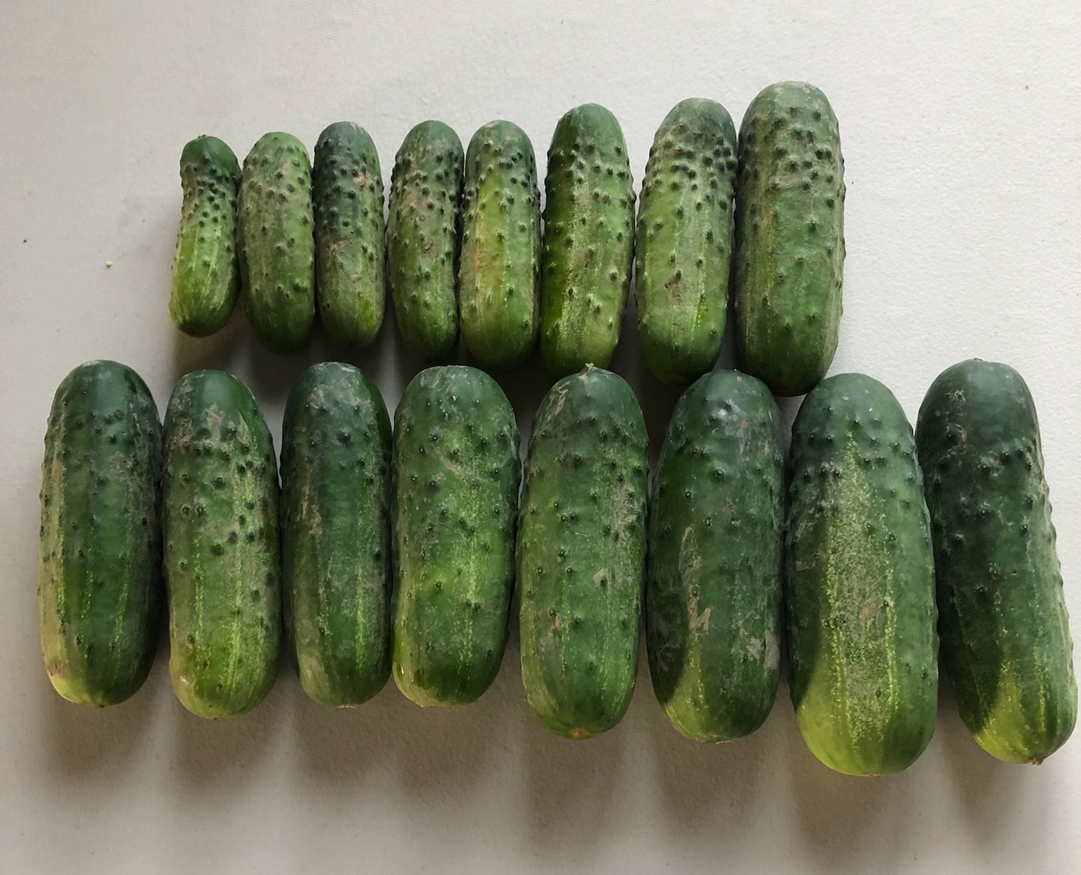 Avenger Cucumber (Non Treated)