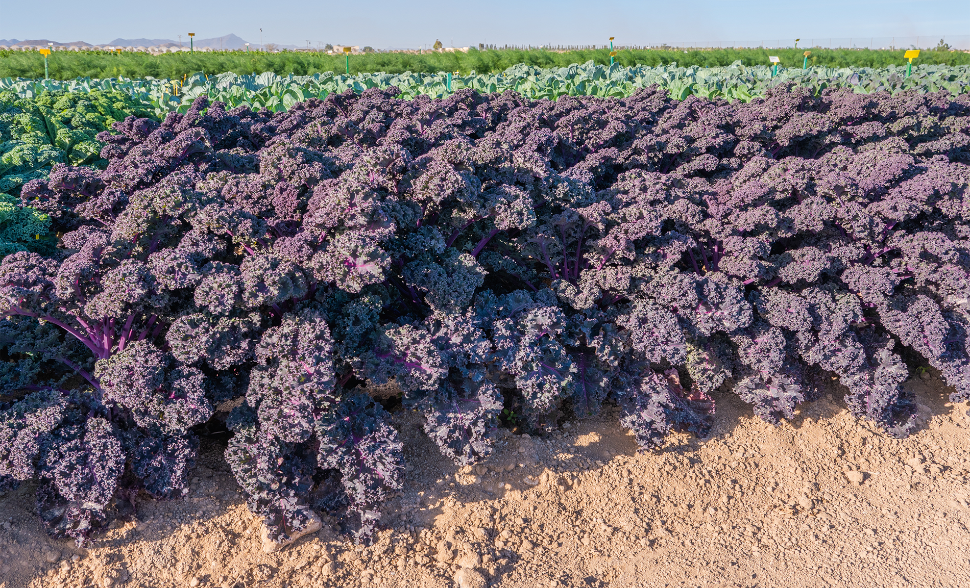 Sunbor Kale (Not Treated)