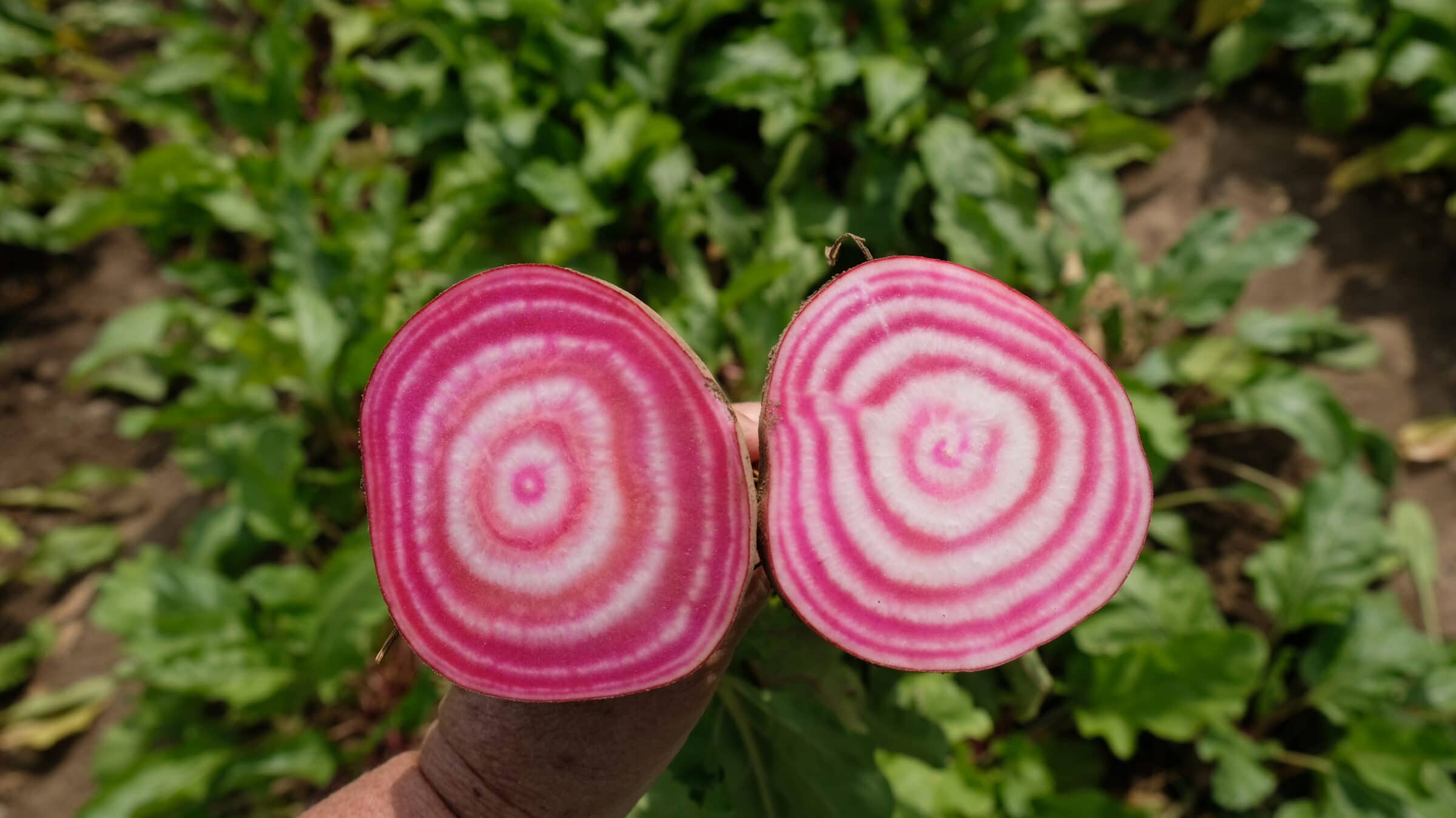Anello Beet (Treated Seed) - Image 3