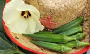 Buffalo Bill 91 Okra Seed (Not Treated)