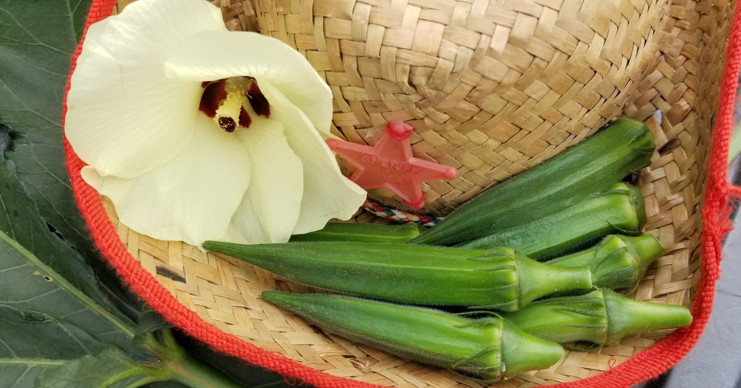 Buffalo Bill 91 Okra Seed (Not Treated)