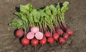 Anello Beet (Not Treated)