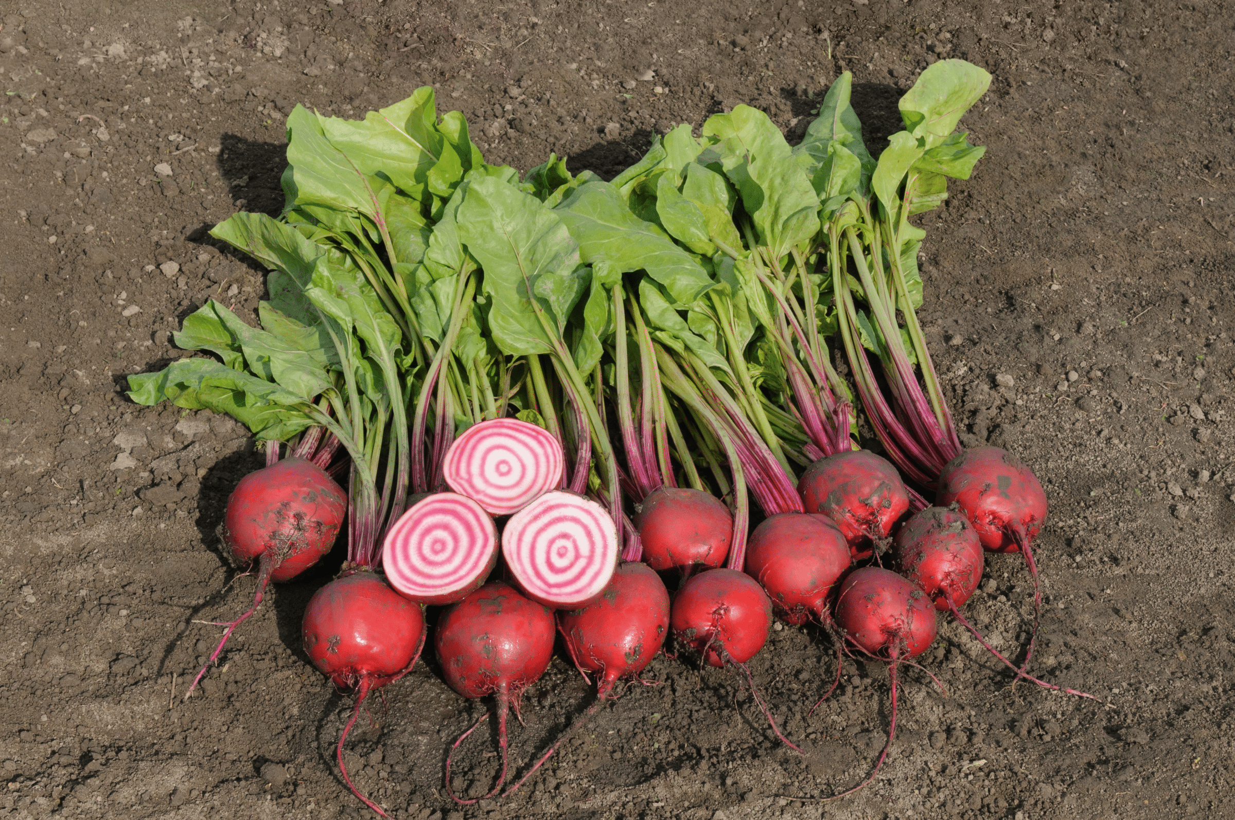 Anello Beet (Treated Seed)