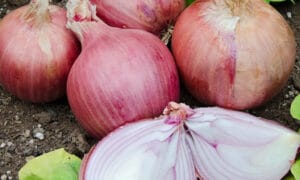 Blush Onion (Treated Seed)