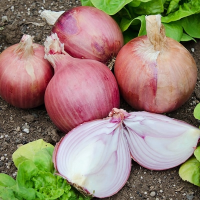 Blush Onion (Treated Seed)