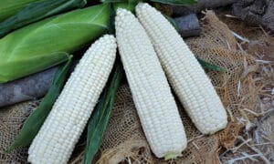 Endurance MXR Sweet Corn (Cruiser Treated)
