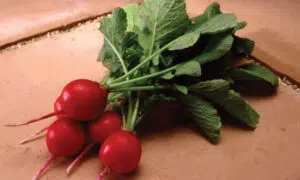 Fireball Radish (Treated Seed)