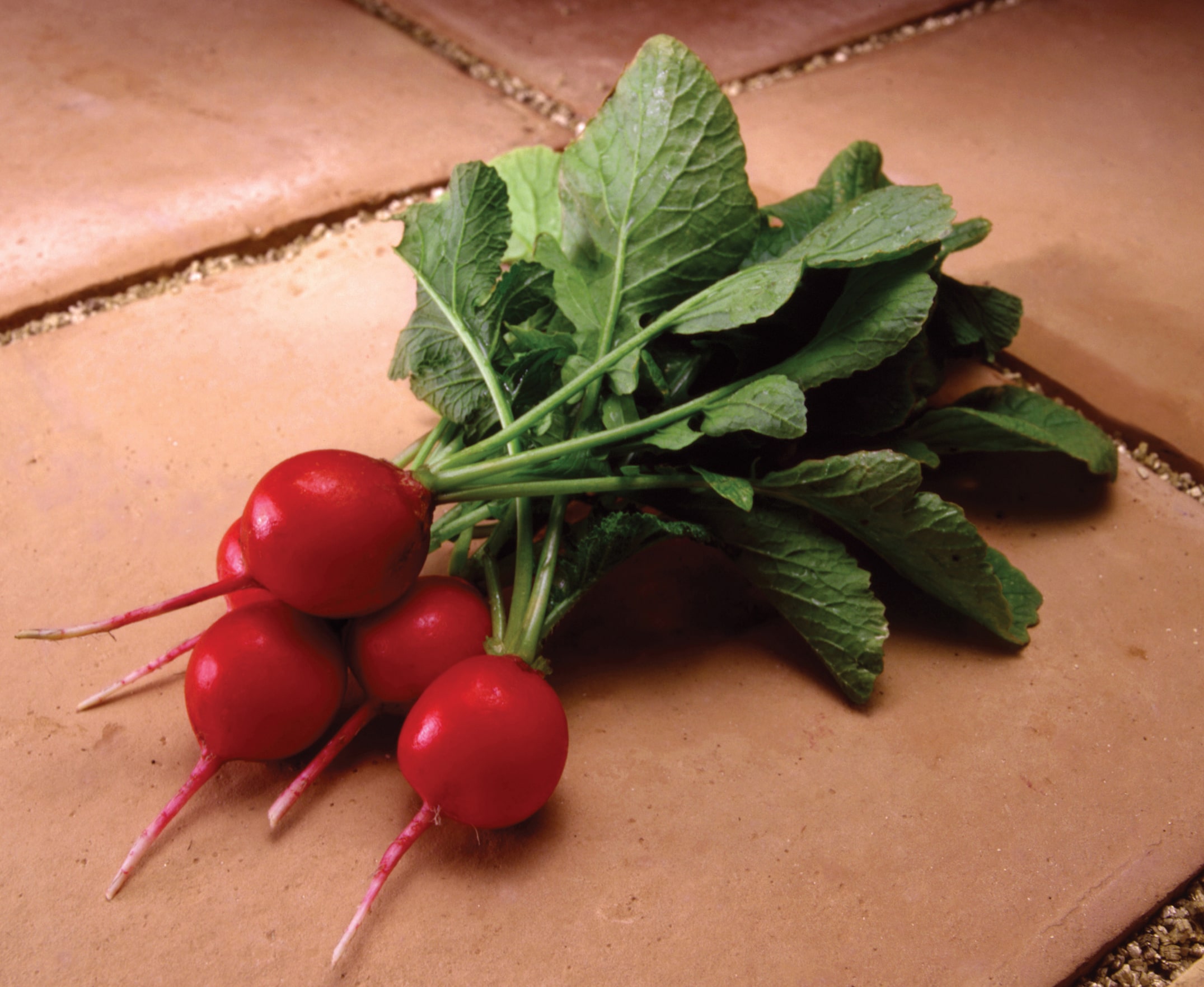 Fireball Radish (Treated Seed)