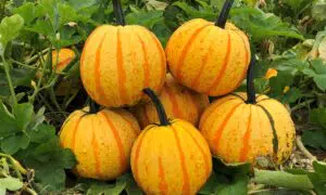 Fireball Pumpkin (Farmore)