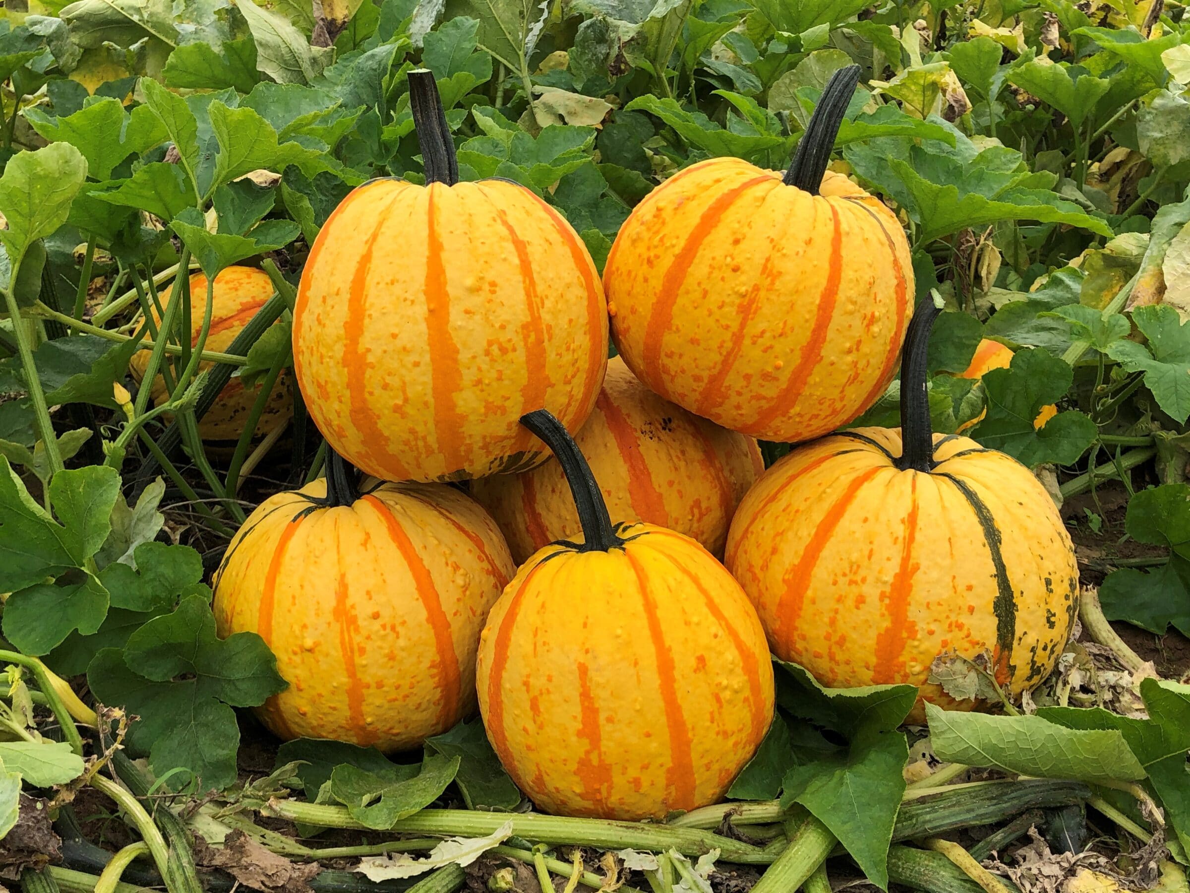 Fireball Pumpkin (Farmore)