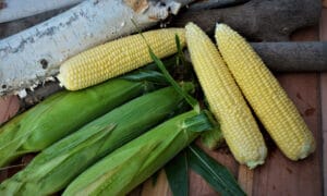 Icon XR Sweet Corn (Cruiser Treated)