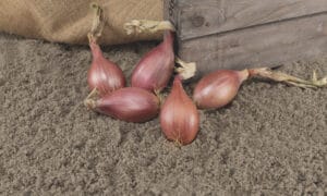 Innovator Shallots (Treated Seed)