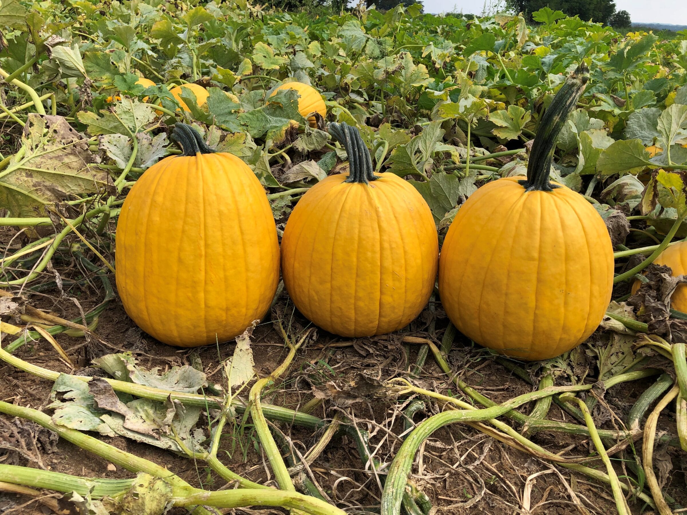 Lemonade Pumpkin (Treated Seed)