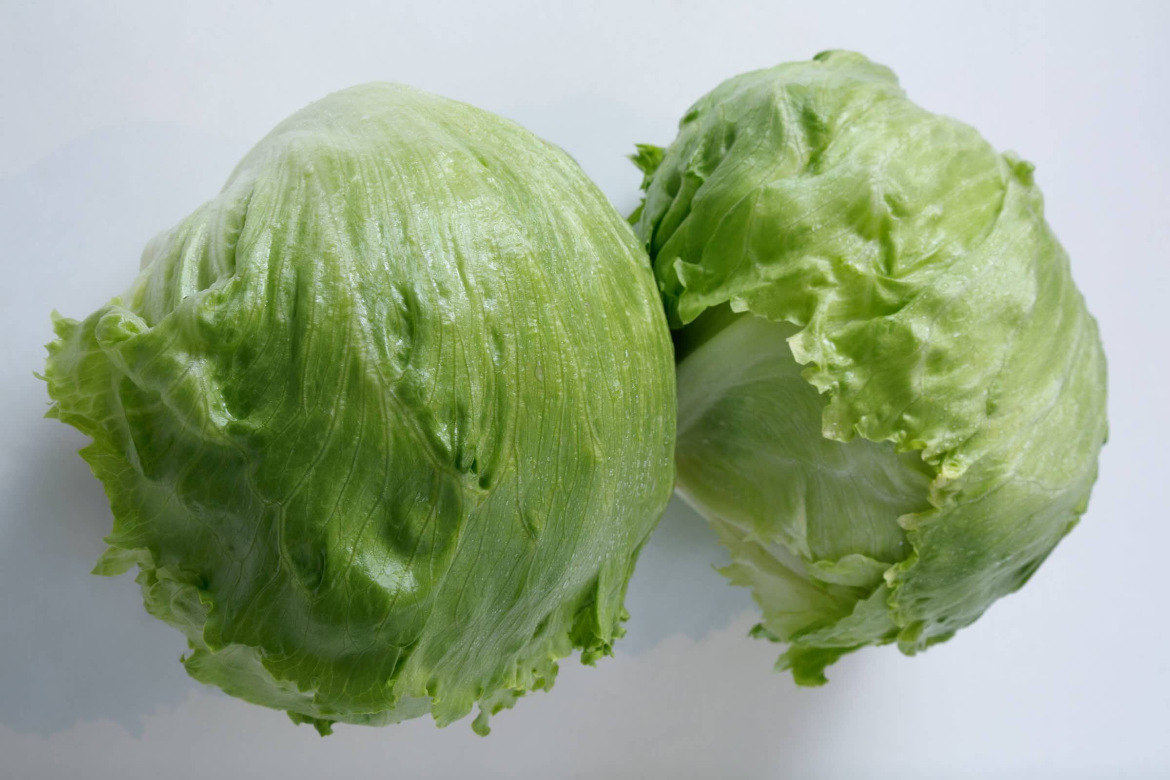 Meridian Lettuce (Primed, Pelleted)