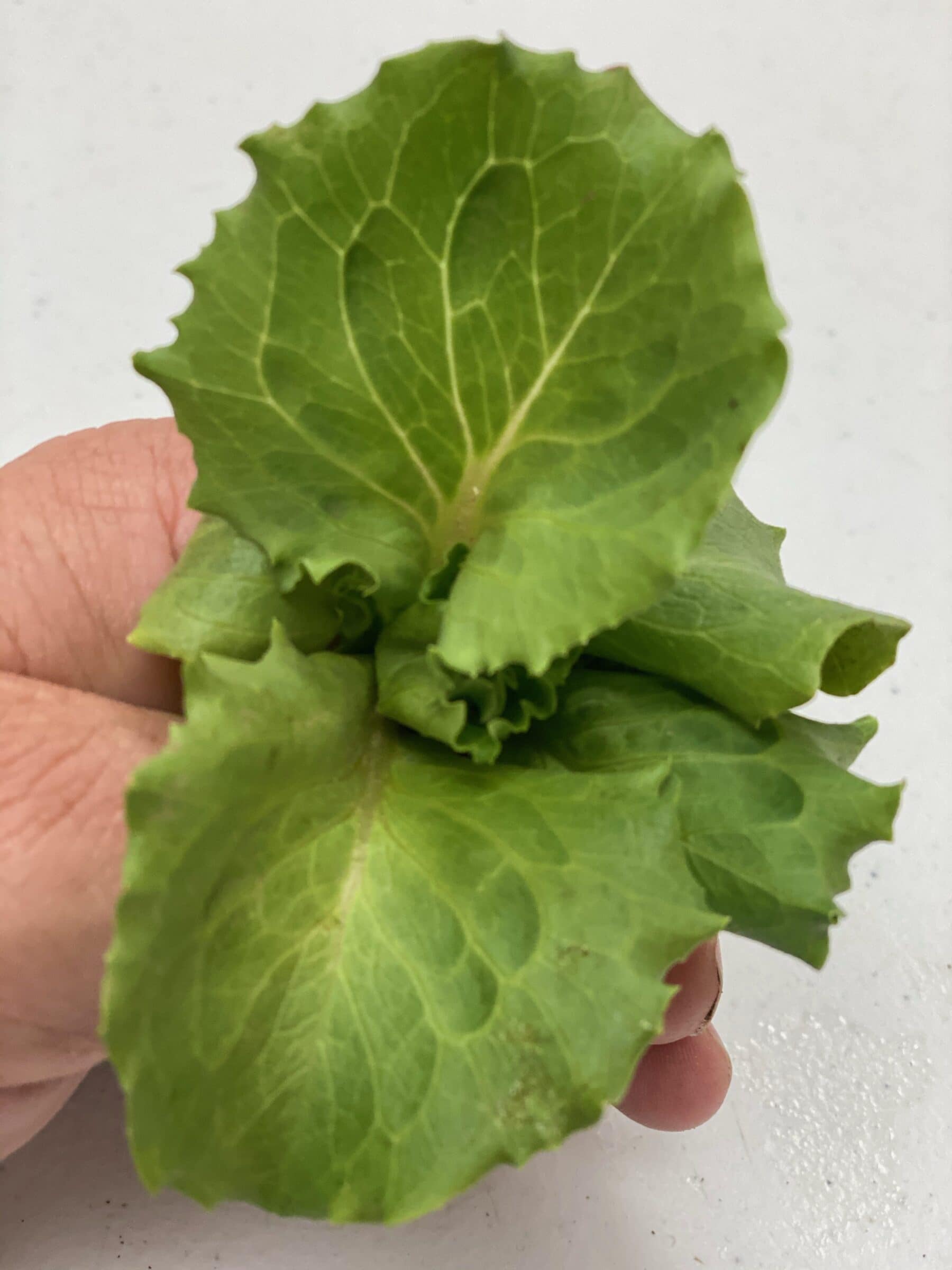Meridian Lettuce (Primed, Pelleted) - Image 3
