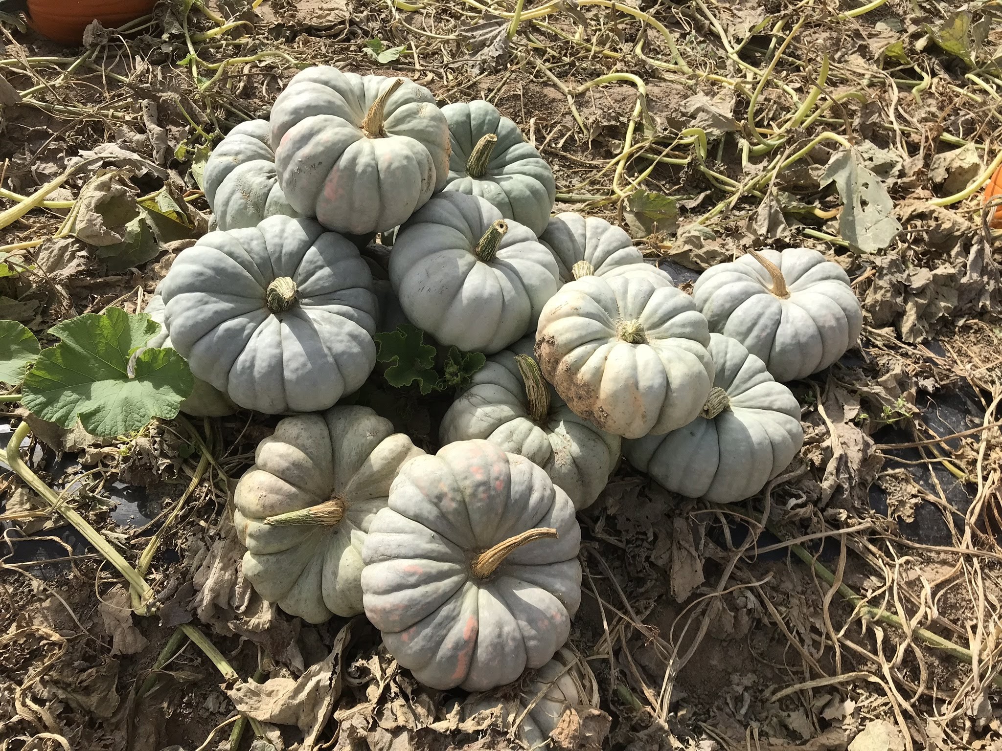 Mint Prince Pumpkin (Treated Seed)
